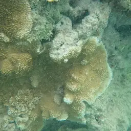 Pore Coral, photo 9