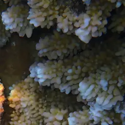 Pore Coral, photo 10