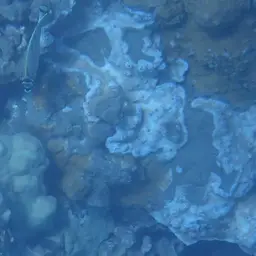 Pore Coral, photo 11