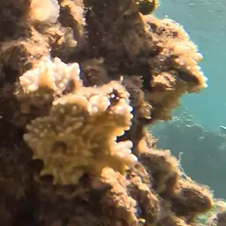 Pore Coral, photo 12