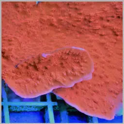 Montipora Cap