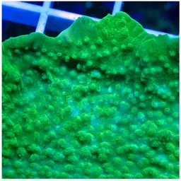 Montipora Cap, photo 2