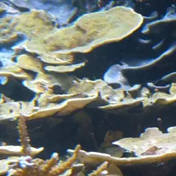 Montipora Cap, photo 3