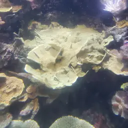 Montipora Cap, photo 4