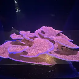 Montipora Cap, photo 5
