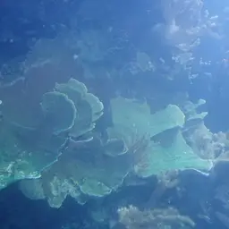 Montipora Cap, photo 6