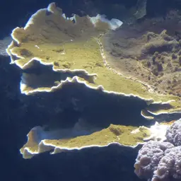 Montipora Cap, photo 7