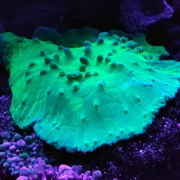 Montipora Cap, photo 8