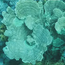 Montipora Cap, photo 9