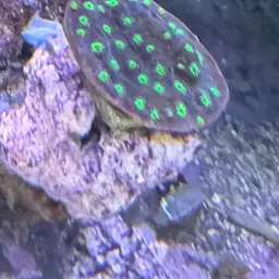 Montipora Cap, photo 10