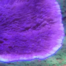 Montipora Cap, photo 11