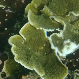 Montipora Cap, photo 12