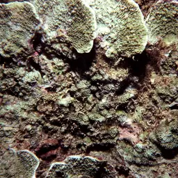 Pore Coral, photo 1