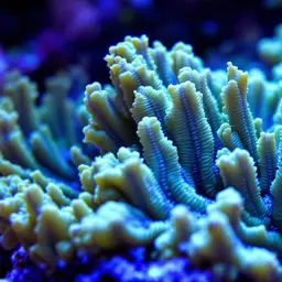 Pore Coral, photo 2
