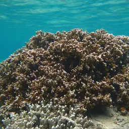Pore Coral, photo 1