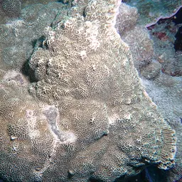 Pore Coral, photo 2