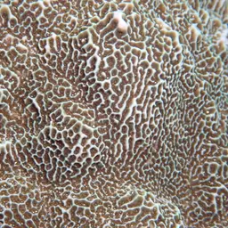 Pore Coral, photo 3