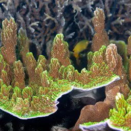 Pore Coral, photo 1
