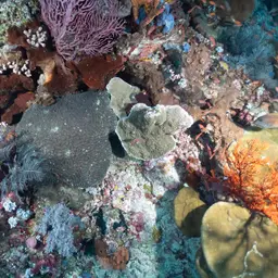 Pore Coral, photo 4