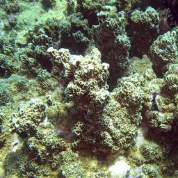 Pore Coral, photo 6