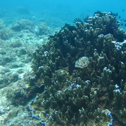 Pore Coral, photo 7