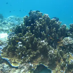 Pore Coral, photo 8