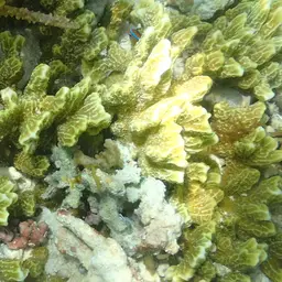 Pore Coral, photo 9