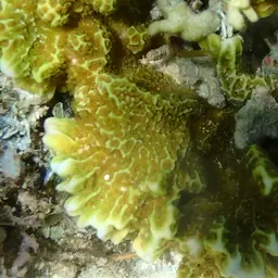 Pore Coral, photo 10