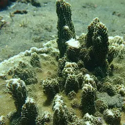 Pore Coral, photo 11