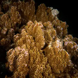 Pore Coral, photo 12
