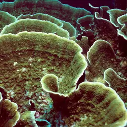 Pore Coral, photo 1