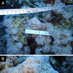 Pore Coral, photo 1