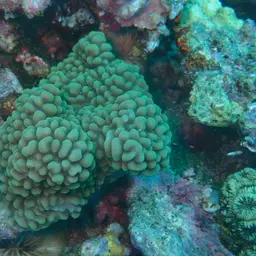 Pore Coral, photo 2