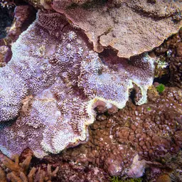 Pore Coral, photo 4