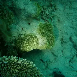 Pore Coral, photo 5