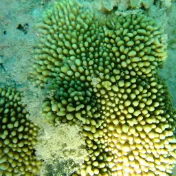 Pore Coral, photo 6