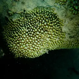 Pore Coral, photo 7