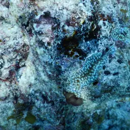 Pore Coral, photo 8