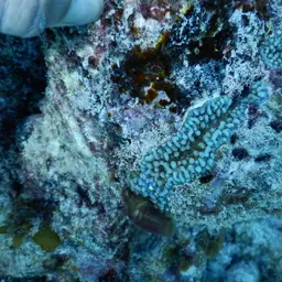 Pore Coral, photo 9