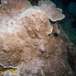 Pore Coral, photo 11