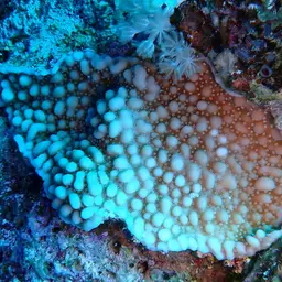 Pore Coral, photo 1