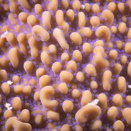 Pore Coral, photo 12