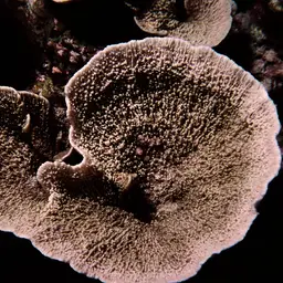 Pore Coral, photo 1