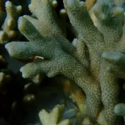 Pore Coral, photo 2