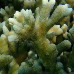 Pore Coral, photo 3