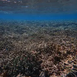 Pore Coral, photo 4
