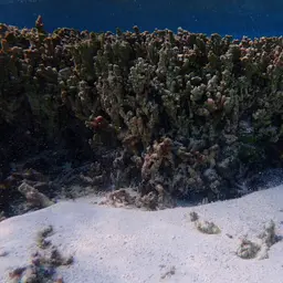 Pore Coral, photo 5
