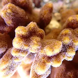 Pore Coral, photo 1