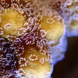 Pore Coral, photo 6