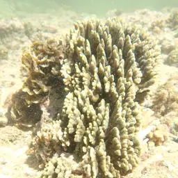 Pore Coral, photo 7